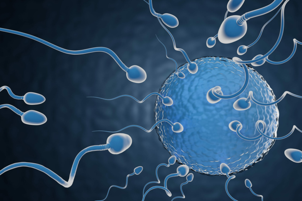 Sperm with Egg
